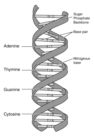 9.1 Case study: The Human Genome diagram of thymine 